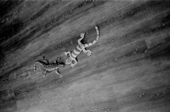 Lizards