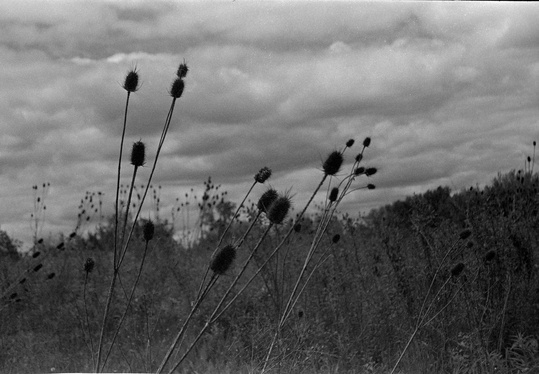 Teasel